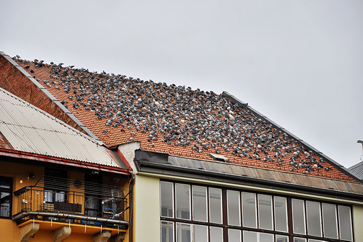 A2B Pest Control are able to install spikes to deter birds from roofs in Romford. 