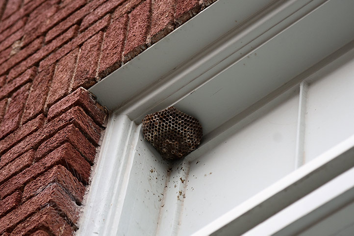 We provide a wasp nest removal service for domestic and commercial properties in Romford.